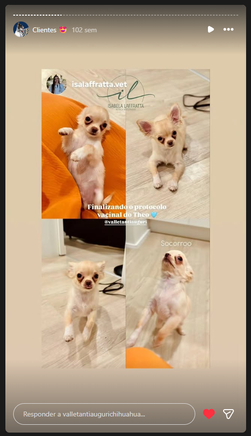 Família e filhote do Valle Tanti Auguri, foto 3